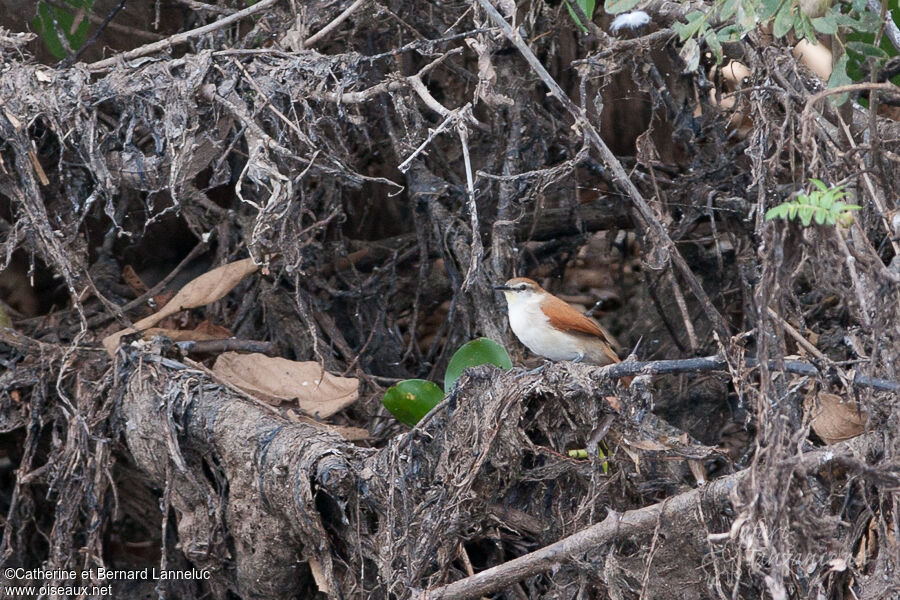 Yellow-chinned Spinetail