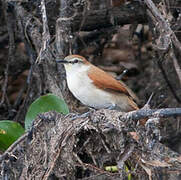 Yellow-chinned Spinetail