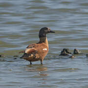 South African Shelduck