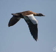 South African Shelduck