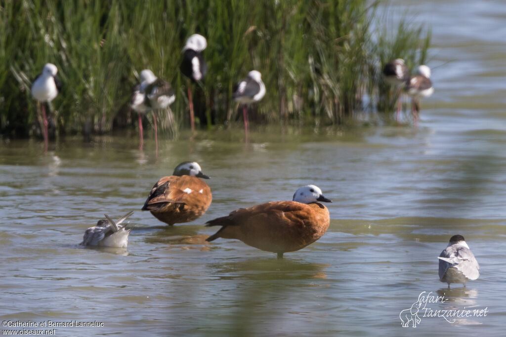 South African Shelduck female adult