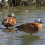 South African Shelduck