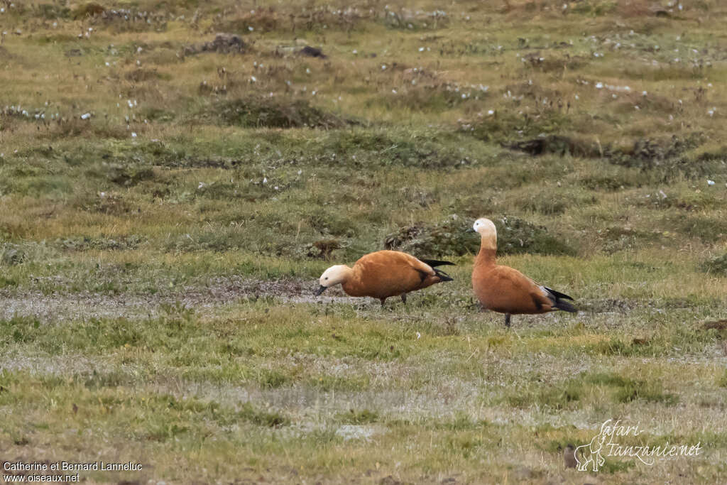 Tadorne casarcaadulte, habitat, mange