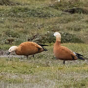 Ruddy Shelduck