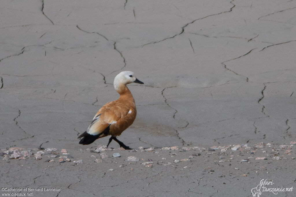 Ruddy Shelduckadult, walking