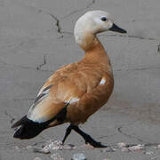 Ruddy Shelduck