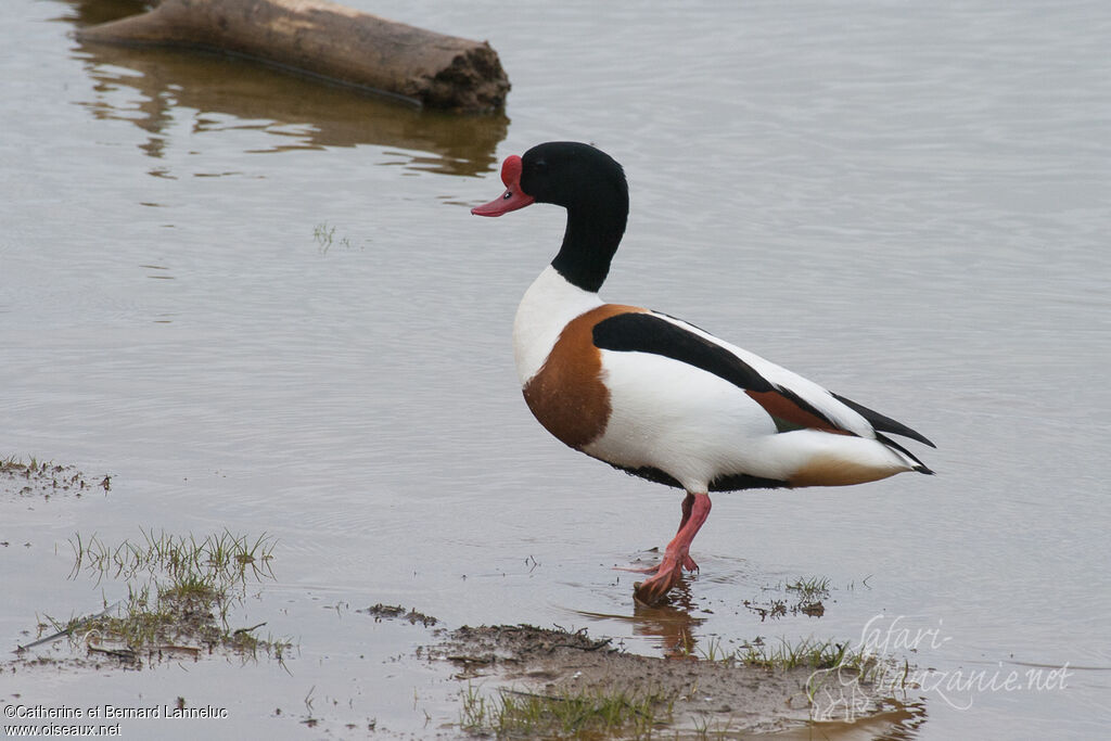 Common Shelduck male adult