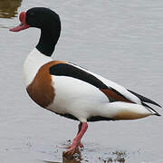 Common Shelduck