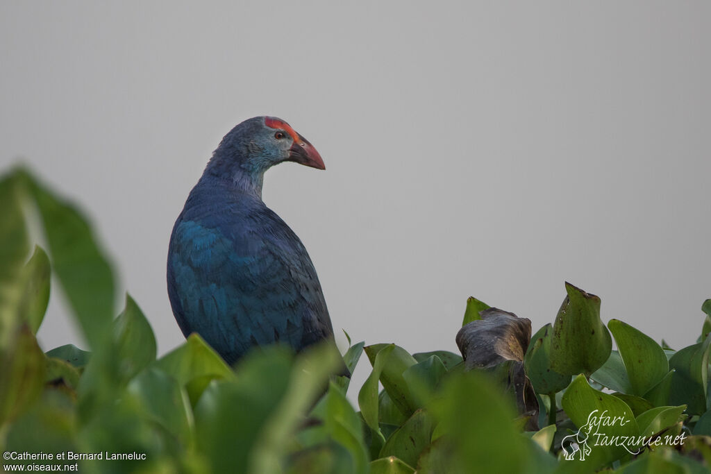 Grey-headed Swamphenadult