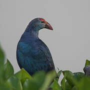 Grey-headed Swamphen