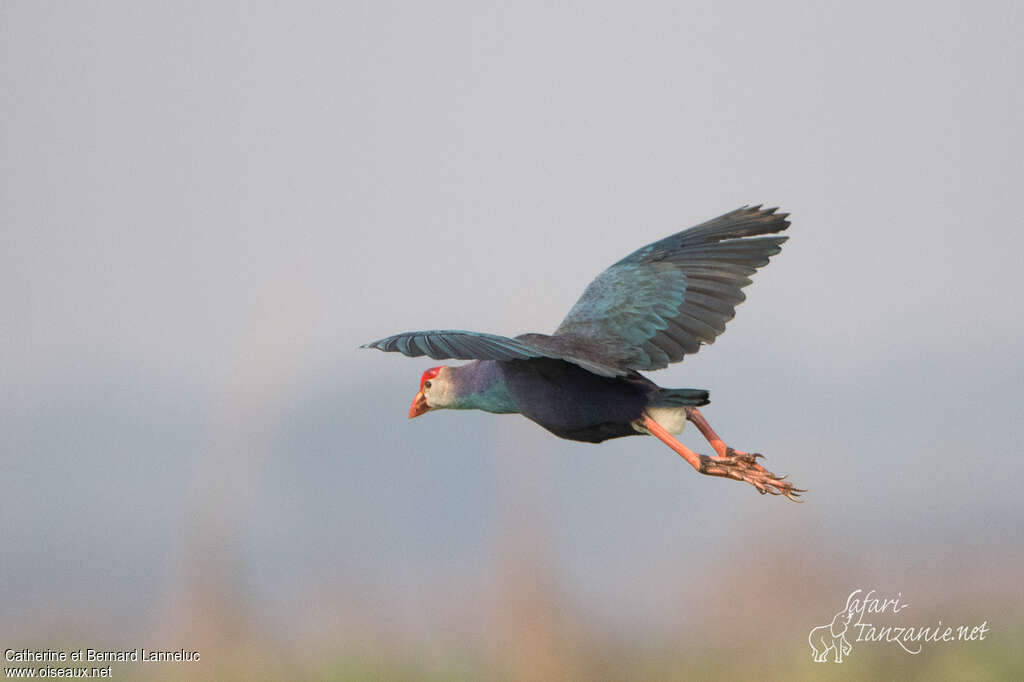 Grey-headed Swamphenadult, Flight