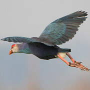 Grey-headed Swamphen