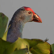 Grey-headed Swamphen