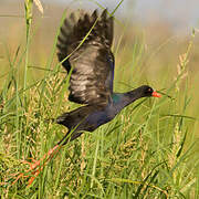 Allen's Gallinule