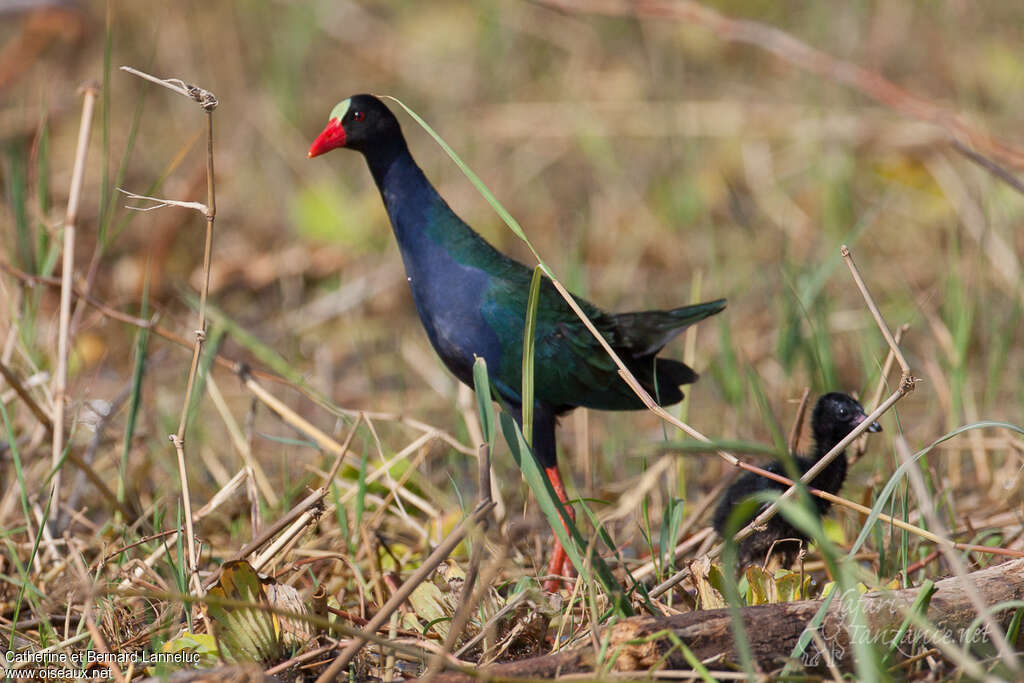 Allen's Gallinule, Reproduction-nesting