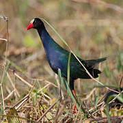 Allen's Gallinule