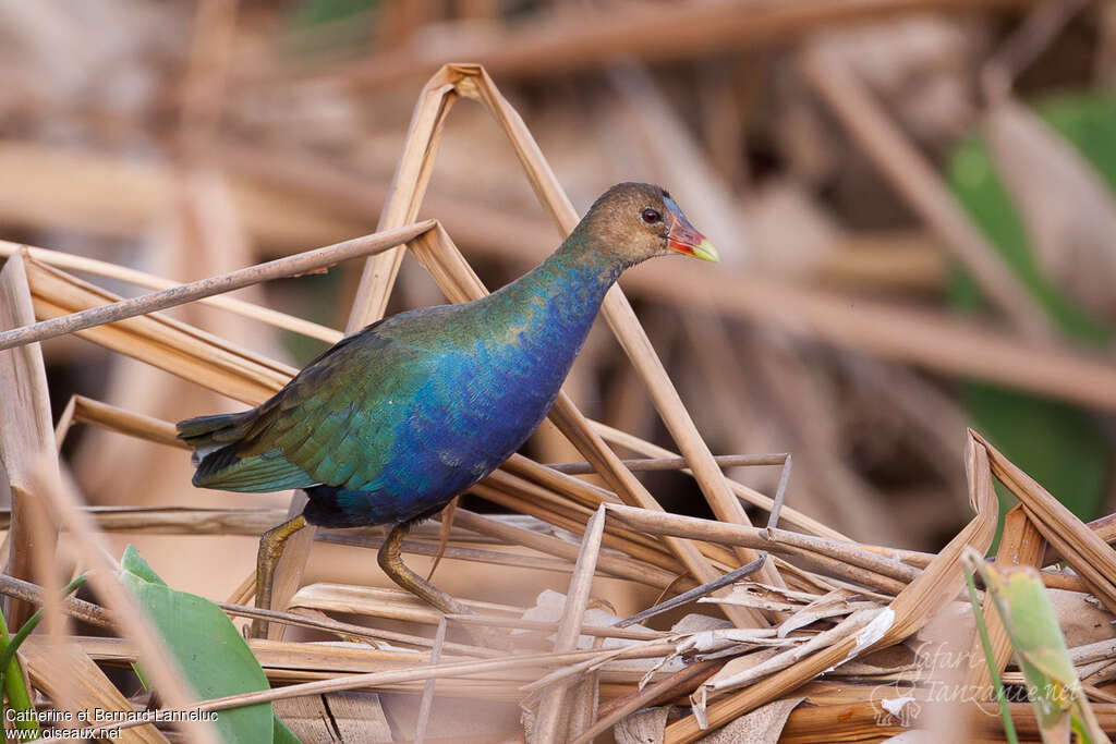 Talève violacéesubadulte, identification