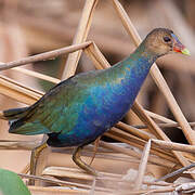 Purple Gallinule