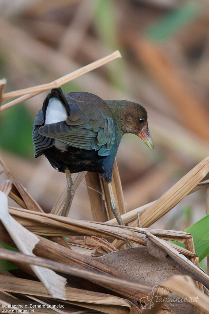 Purple Gallinulesubadult