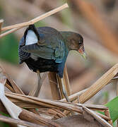 Purple Gallinule