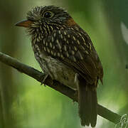 Semicollared Puffbird