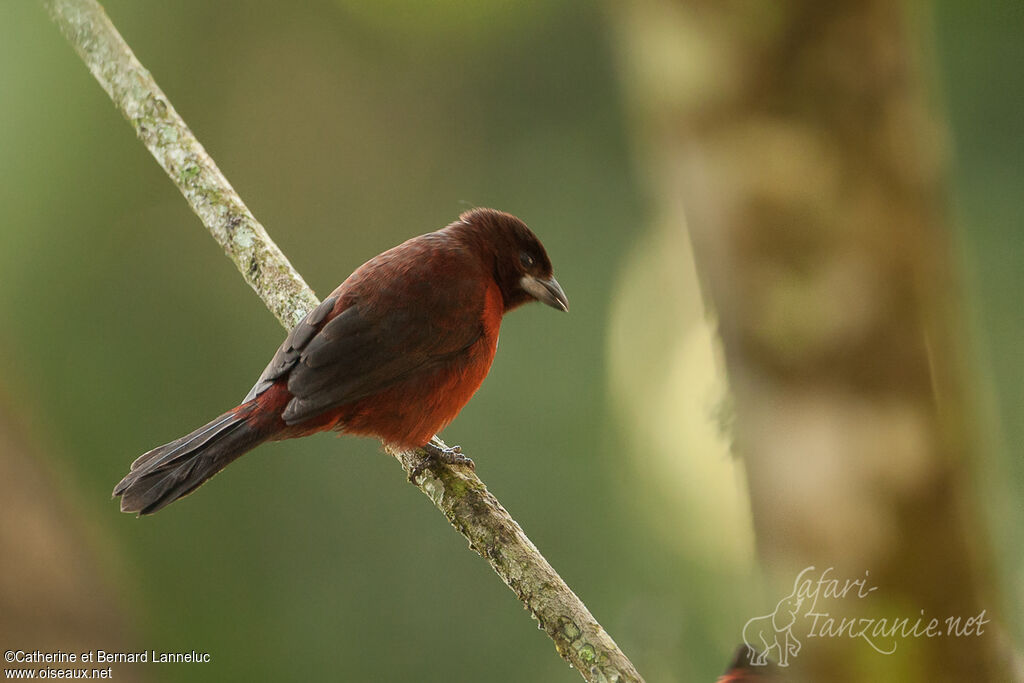 Silver-beaked Tanager male adult