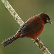 Silver-beaked Tanager