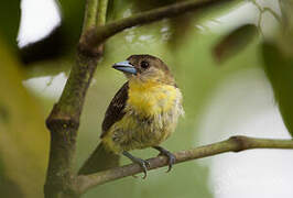 Lemon-rumped Tanager