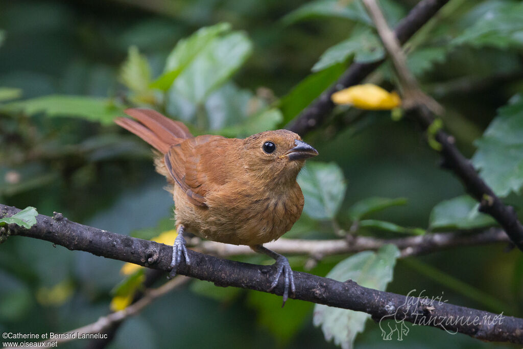 White-lined Tanager female adult, identification, Behaviour