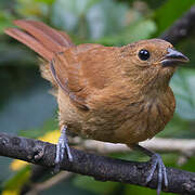 White-lined Tanager