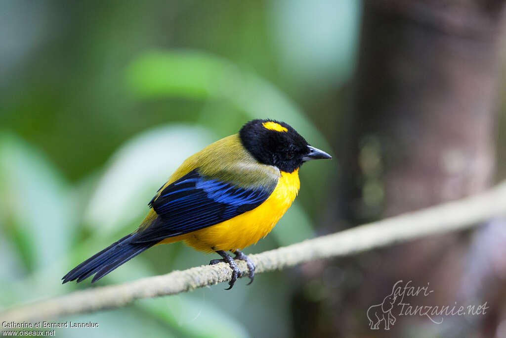 Black-chinned Mountain Tanageradult, identification