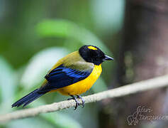 Black-chinned Mountain Tanager