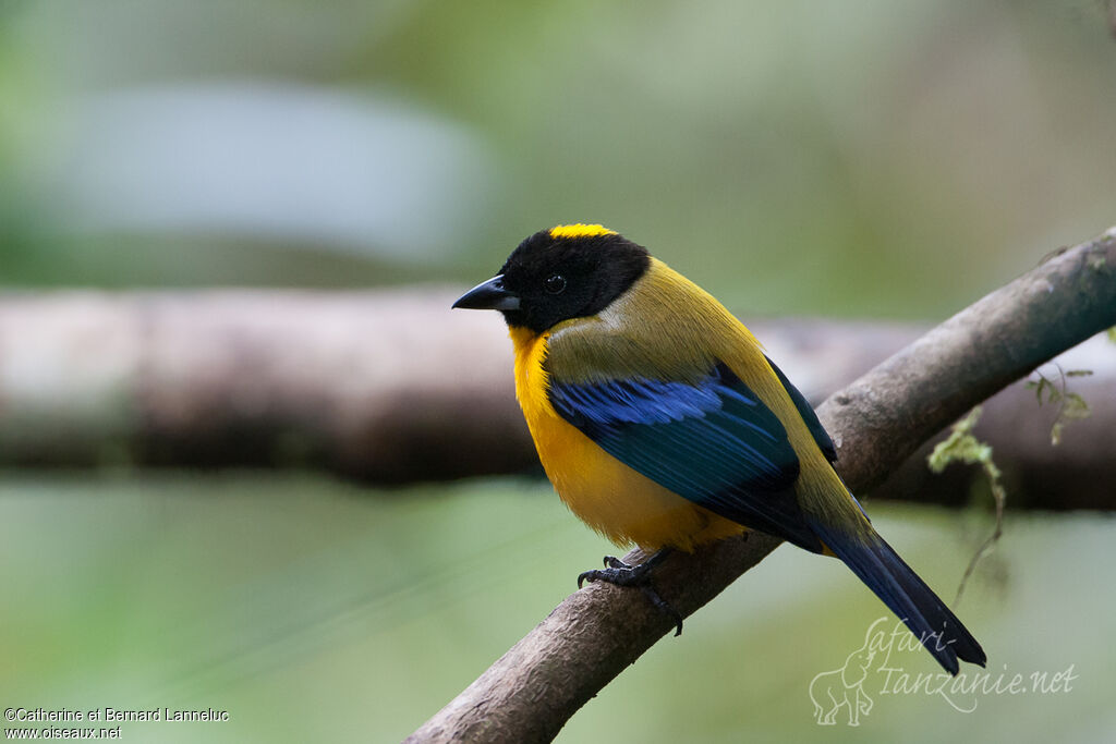 Black-chinned Mountain Tanager