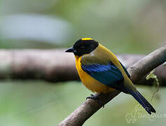 Black-chinned Mountain Tanager