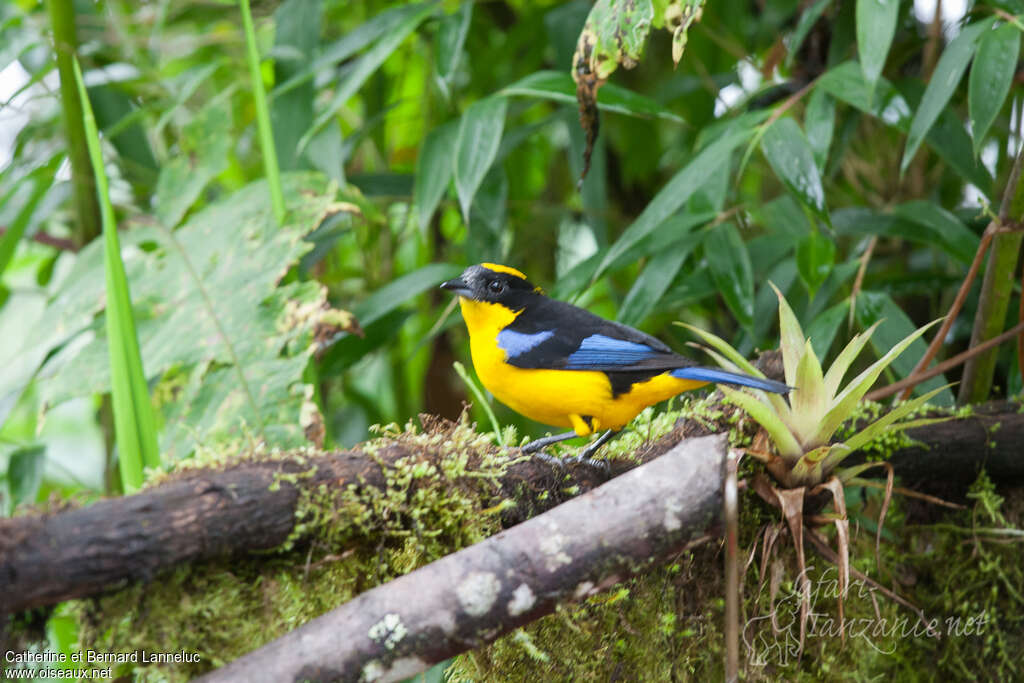 Blue-winged Mountain Tanageradult, habitat