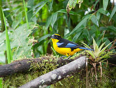 Blue-winged Mountain Tanager