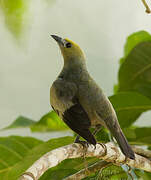 Palm Tanager