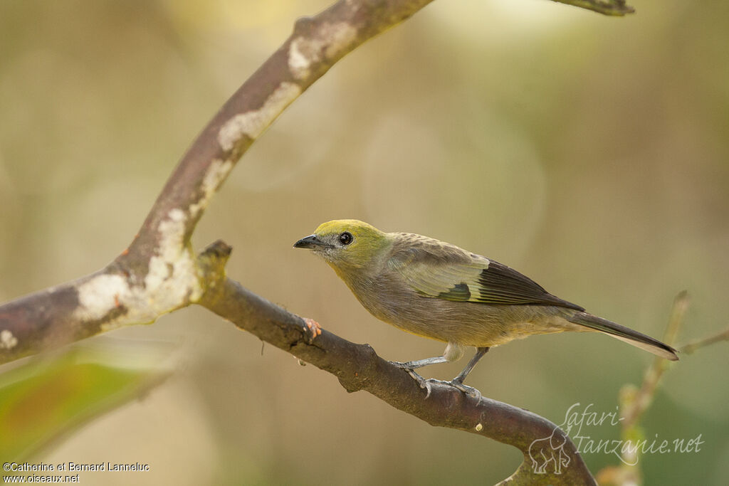 Tangara des palmiersadulte, identification