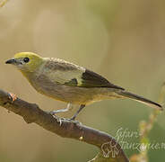 Palm Tanager