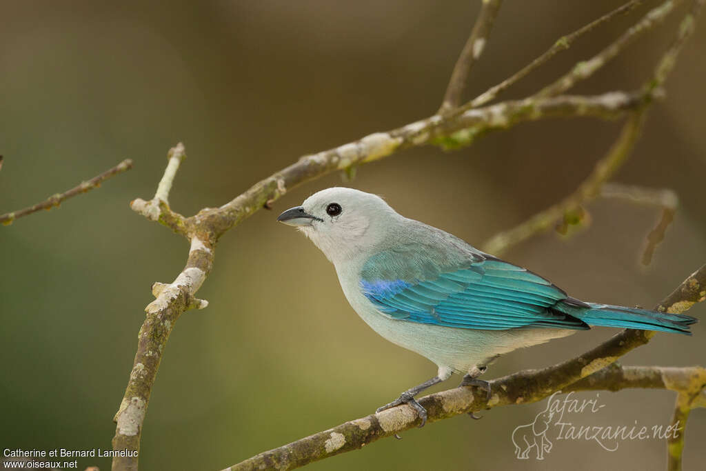 Blue-grey Tanageradult, identification