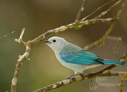 Blue-grey Tanager