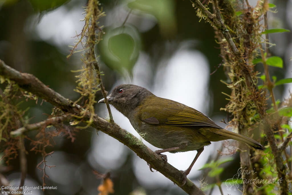 Tangara ombréadulte, identification