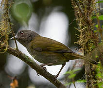 Dusky Bush Tanager