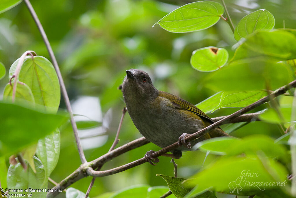 Dusky Bush Tanager