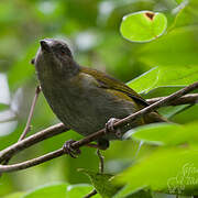 Dusky Bush Tanager