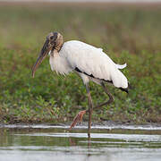 Wood Stork