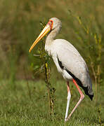 Yellow-billed Stork