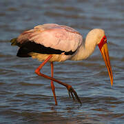 Yellow-billed Stork