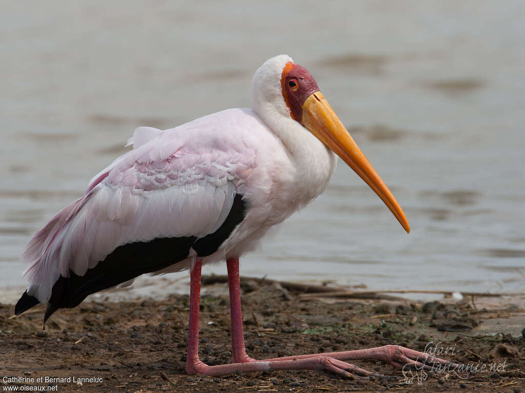 Yellow-billed Storkadult breeding, Behaviour