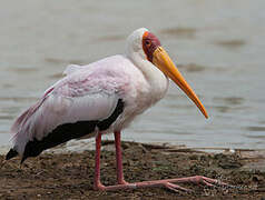 Yellow-billed Stork